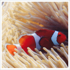 Anemone fish with marine life