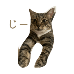 Cat stamp u can use in your everydaylife