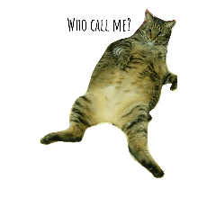Body is like a pig, but he is a cat.
