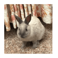 操灰搭的一些日常