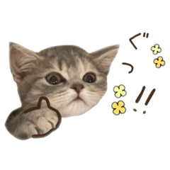 Meeko_20251029133437