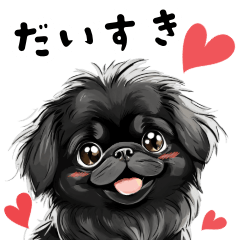 Everyday Usable Cute Adult Pekingese