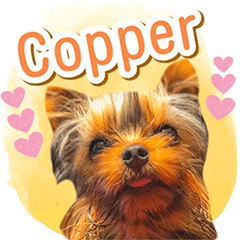 Copper yorkie puppy dog