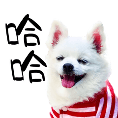 博美MOMO的日常貼圖