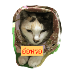 Meowjj5