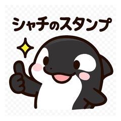 Cute Orca Daily Life!