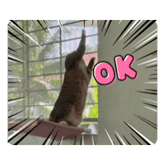 LISA INDYCAT