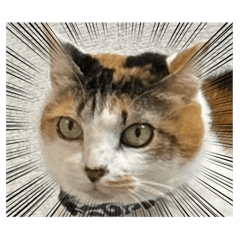 sabachikuwa_20251030000228