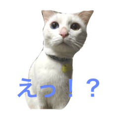 aokiodd