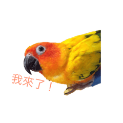 Daily life of parrot 01