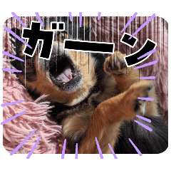 amber_20251029175831