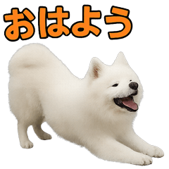 Happy Animal_Samoyed1