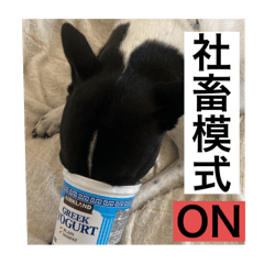 社畜低能量肥與白