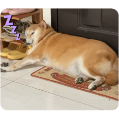 柴犬安娜的日記