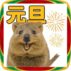 【あけおめ2026】クオッカワラビー1