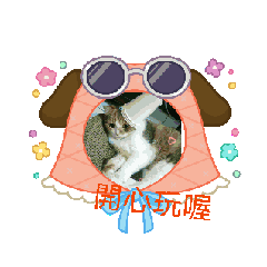 三花喵花花的日常