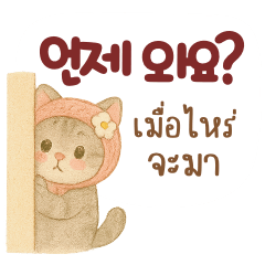 มิโซะ แมวอ้วนน่ารัก เกาหลี-ไทย