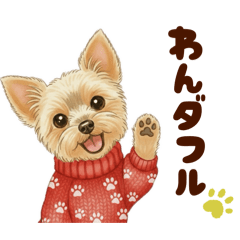 ヨークシャテリア プチ ワンダフルに応援