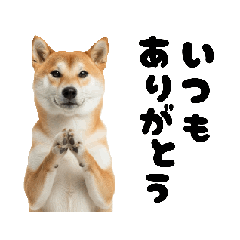 めっちゃ動く！柴犬の家族連絡