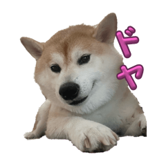 ko-chan_20251030031307