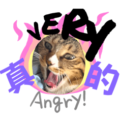 臭比不只是貓咪