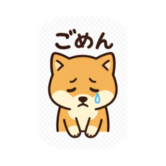 cute shiba shiba shiba