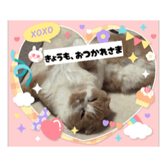 Kitty Vibes  Cute Animated Cats