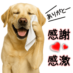 Labrador Retriever's Gratitude
