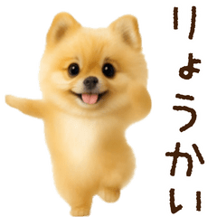 踊る!ポメラニアン