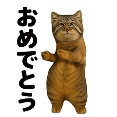 おどる！マヌルネコ