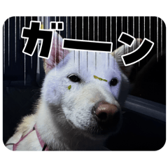 LEO & SHALA_20251030160322