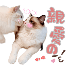 米布日常-日常問候#3