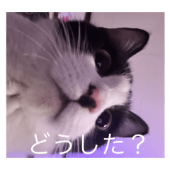 Kitty_20251030193606