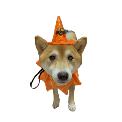 hiyori_20251030233745