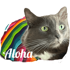 Gray Cat Boots & Smokey 2