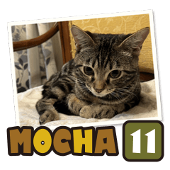 Bengal Cat Mocha Sticker 11