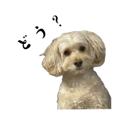 Luke the Cockapooooo