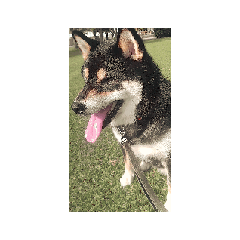 動く柴犬　黒柴　フェル　1毎日可愛い