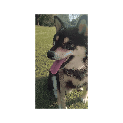 柴犬　黒柴犬　フェル毎日可愛い