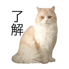 pyon's cats