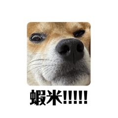 不知道第幾版的宅