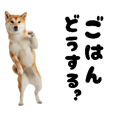 めっちゃ柴犬☆家族連絡