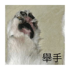 陳阿乖and陳皮條and喵喵請勿購買