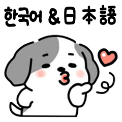 Bilingual ShihTzu DAEBAEK