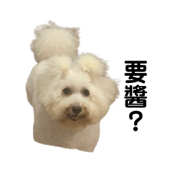 比熊混貴賓小乖2