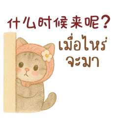 มิโซะ แมวอ้วนน่ารัก จีน-ไทย