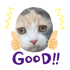 cocoA_20251031184650