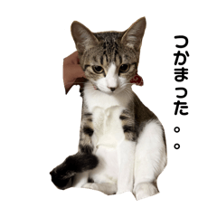 kurosuke_mojaja_20251031195733