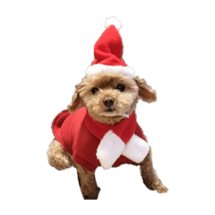 玩具贵宾犬　悦