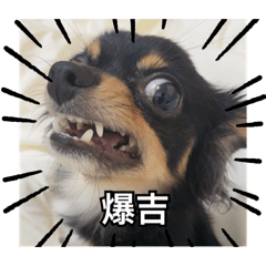 讓人摸不著頭緒的吉娃娃豆豆